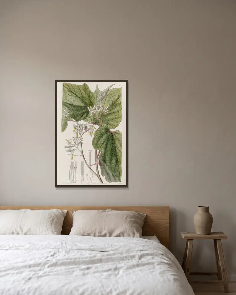Begonia-leaved Marlea av Sydenham Edwards inramad på en vägg