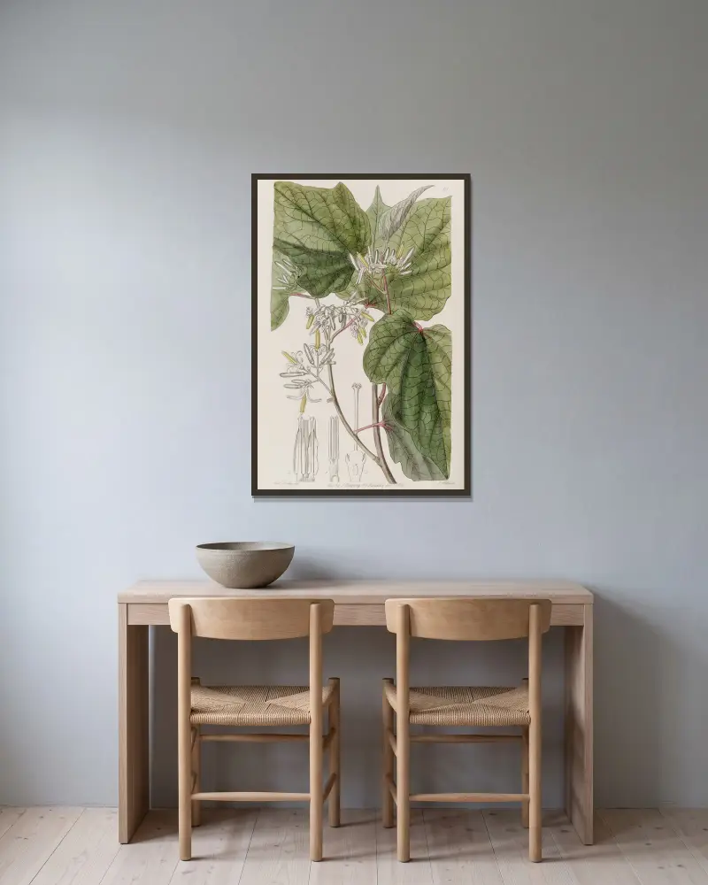 Begonia-leaved Marlea av Sydenham Edwards inramad på en vägg