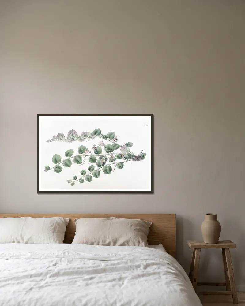 Begonienblättrige Pratia von Sydenham Edwards gerahmt an einer Wand