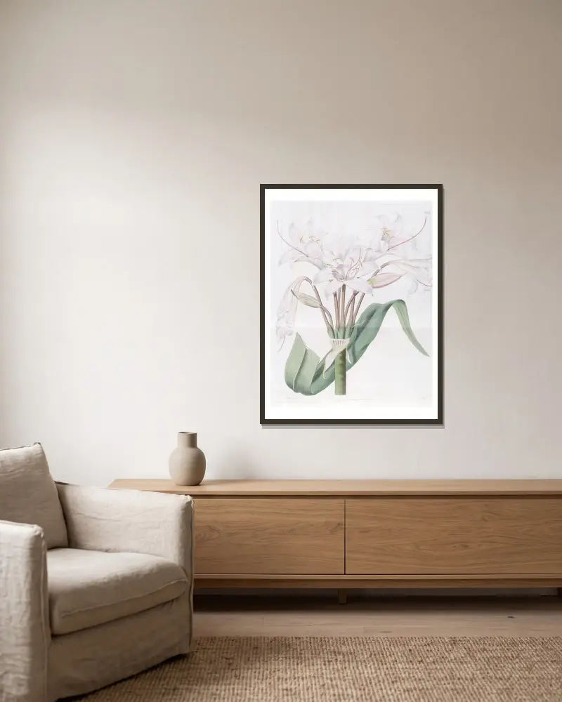 Crinum o szerokich liściach, Sydenham Edwards w ramie na ścianie