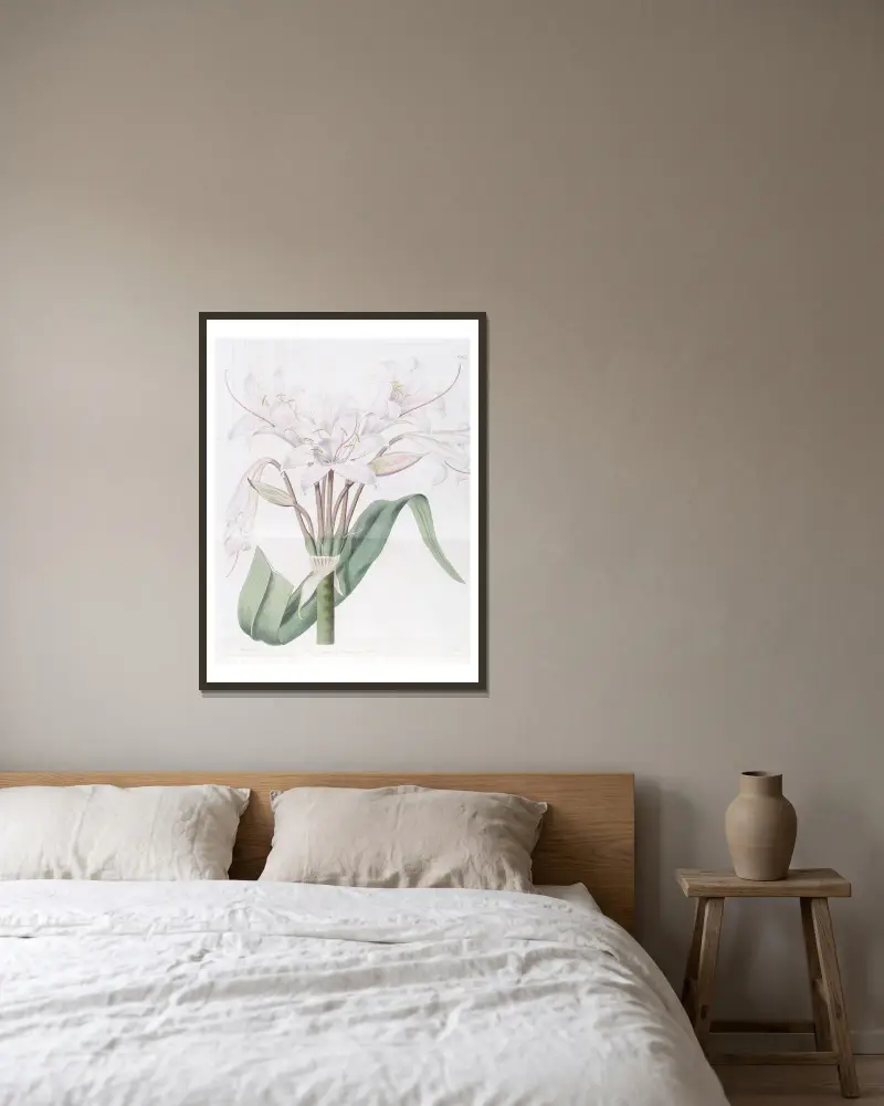 Crinum o szerokich liściach, Sydenham Edwards w ramie na ścianie