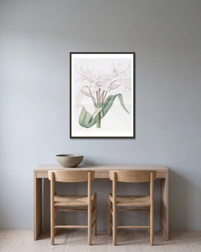 Crinum o szerokich liściach, Sydenham Edwards w ramie na ścianie