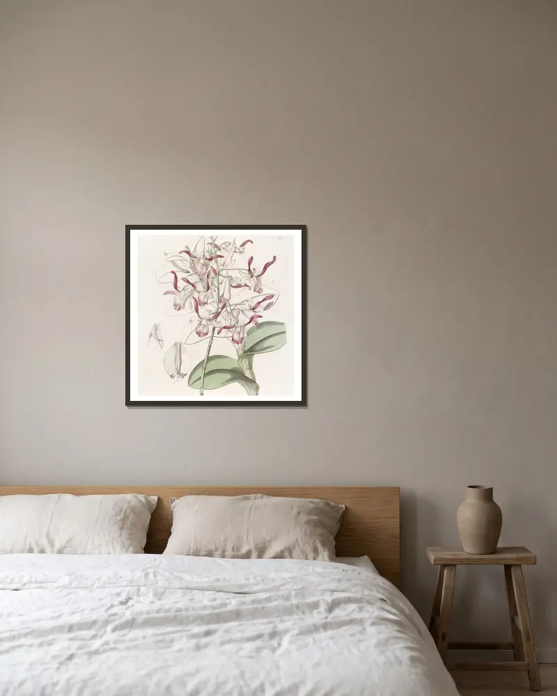 Dendrobium s hlavatými květy, Sydenham Edwards v rámu na stěně