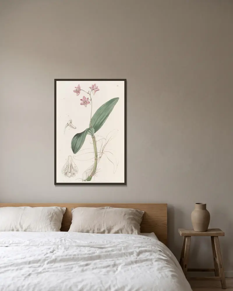Captain King’s Dendrobium av Sydenham Edwards inramad på en vägg