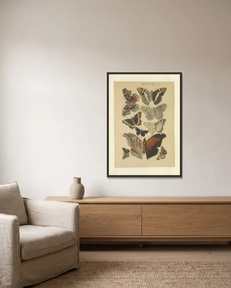 LepidopteraPl. 037, 1873, Townend Glover w ramie na ścianie