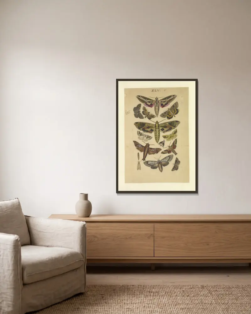 Lepidoptera Pl.045 von Townend Glover gerahmt an einer Wand
