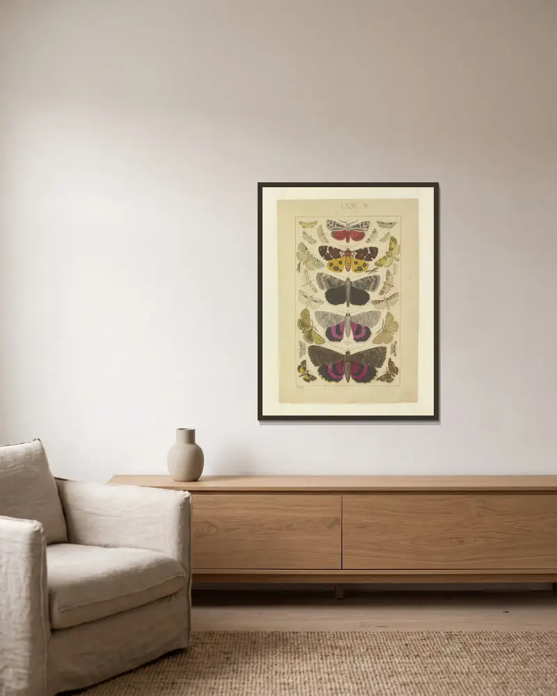 Lepidoptera Pl.070, Townend Glover v rámu na stěně