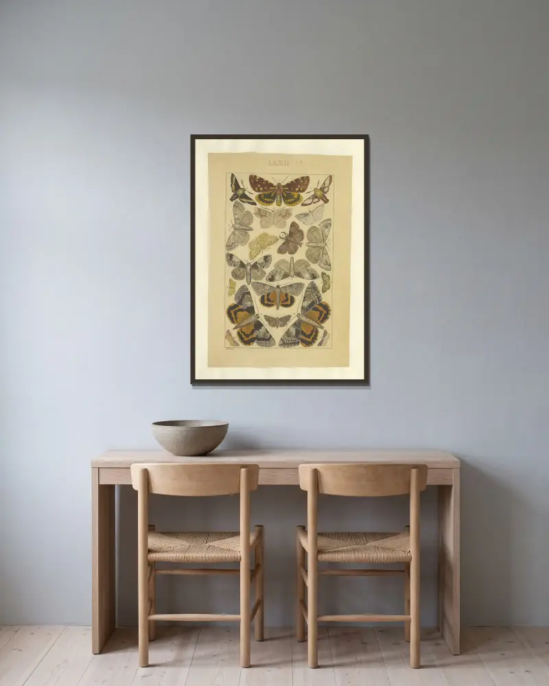Lepidoptera Pl.072 von Townend Glover gerahmt an einer Wand