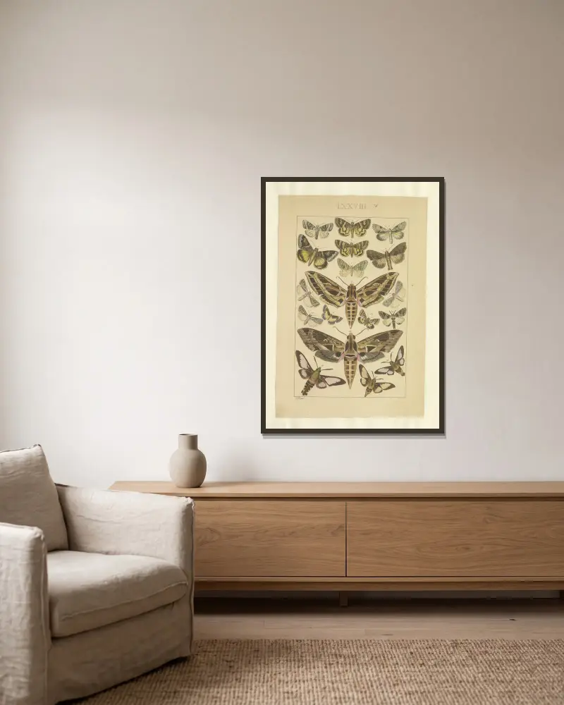Lepidoptera Pl.078, Townend Glover v rámu na stěně