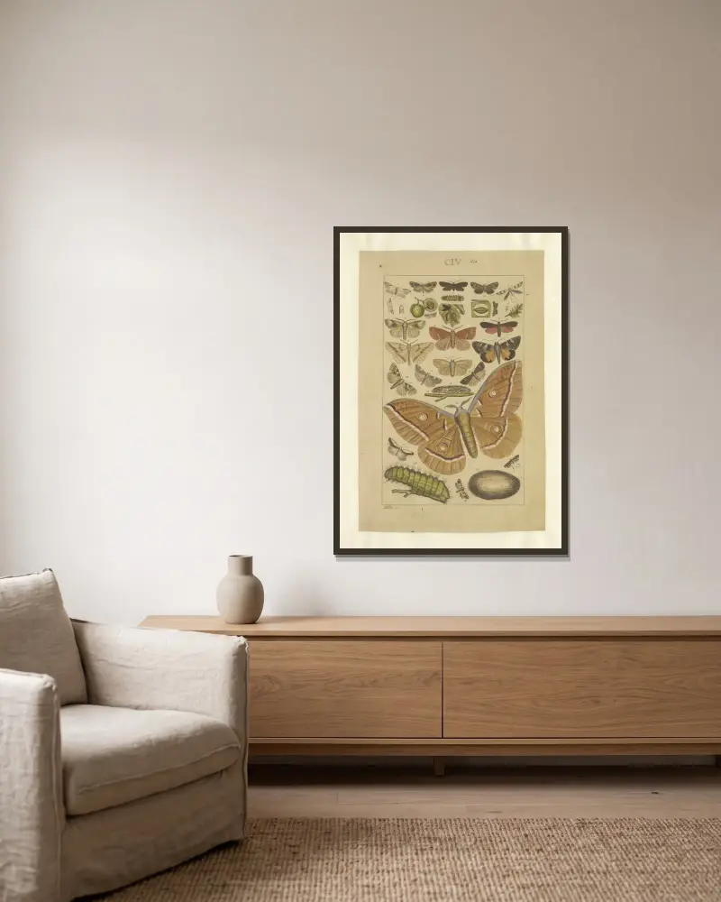 Lepidoptera Taf. 104 von Townend Glover gerahmt an einer Wand