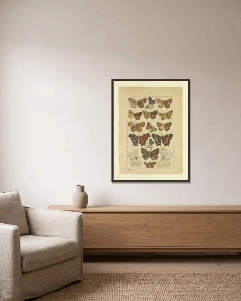 Lepidoptera Pl.131, Townend Glover v rámu na stěně