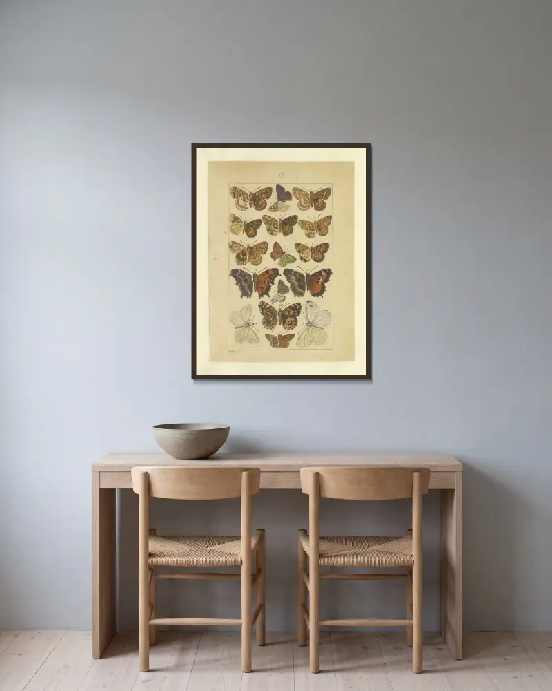 Lepidoptera Pl.131, Townend Glover v rámu na stěně