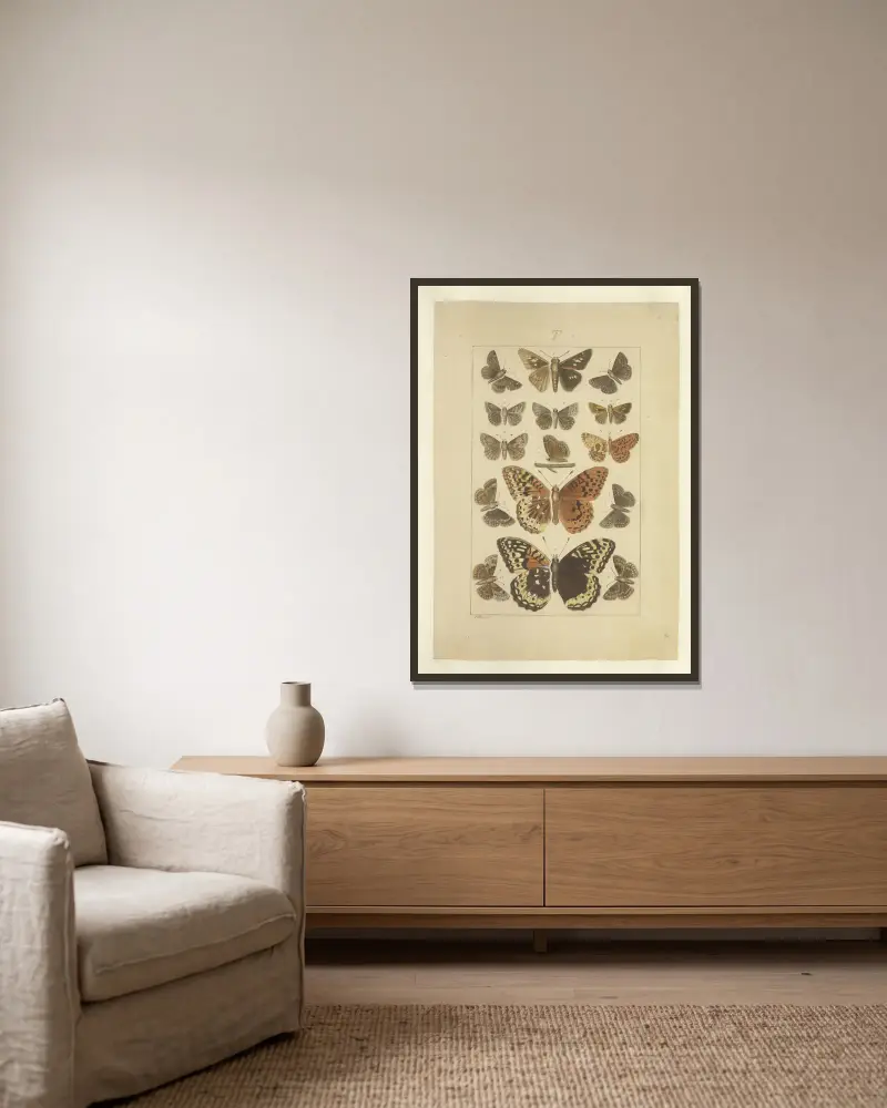 Lepidoptera Pl.136, Townend Glover w ramie na ścianie