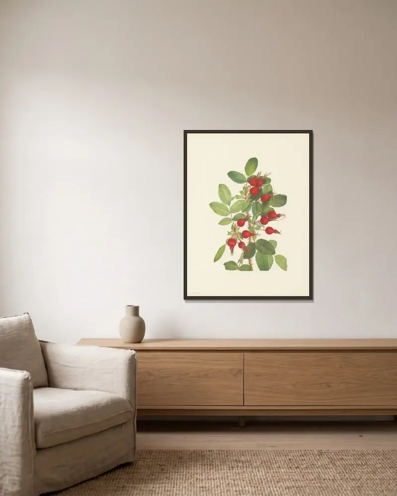 Bourgeau Rose (fruit) (Rosa bourgeauiana), 1925 – nr 2 av Mary Vaux Walcott inramad på en vägg