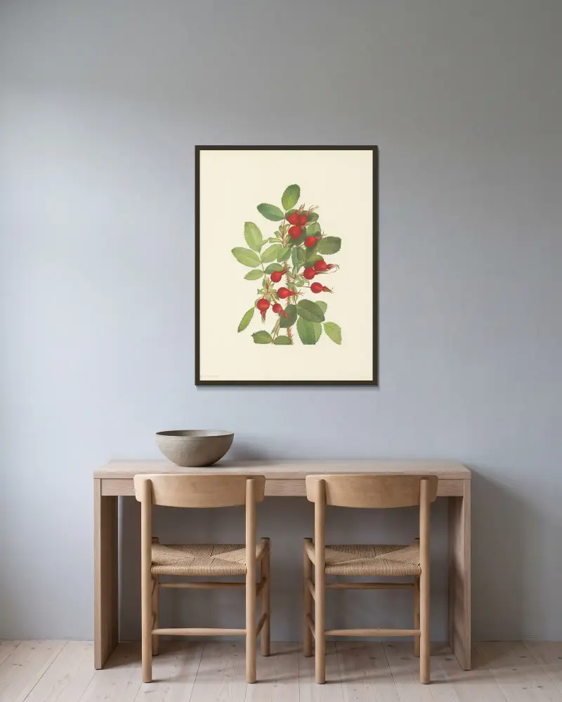 Bourgeau Rose (fruit) (Rosa bourgeauiana), 1925 – nr 2 av Mary Vaux Walcott inramad på en vägg