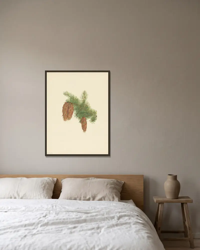 Douglas-fir (Pseudotsuga mucronata) av Mary Vaux Walcott inramad på en vägg