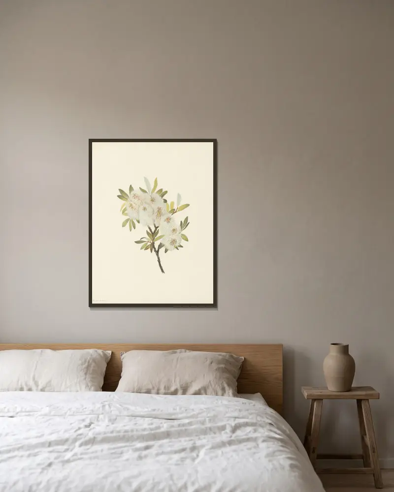 Drummond Willow (Salix drummondiana) av Mary Vaux Walcott inramad på en vägg