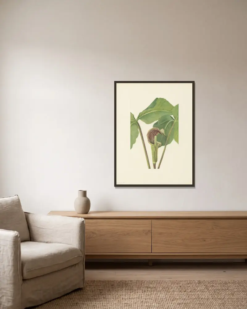 Jack-in-the-pulpit (Arisaema triphyllum) av Mary Vaux Walcott inramad på en vägg