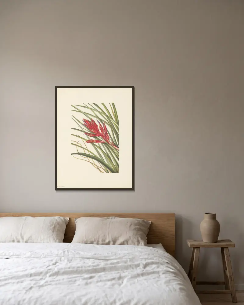 Tillandsja piskblad (Tillandsia fasciculata), Mary Vaux Walcott w ramie na ścianie