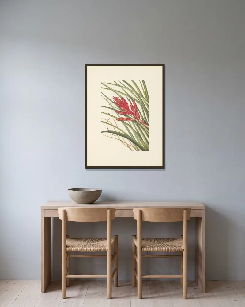 Tillandsja piskblad (Tillandsia fasciculata), Mary Vaux Walcott w ramie na ścianie