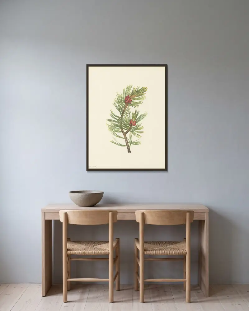 Borovice bělokorá (Pinus albicaulis), Mary Vaux Walcott v rámu na stěně