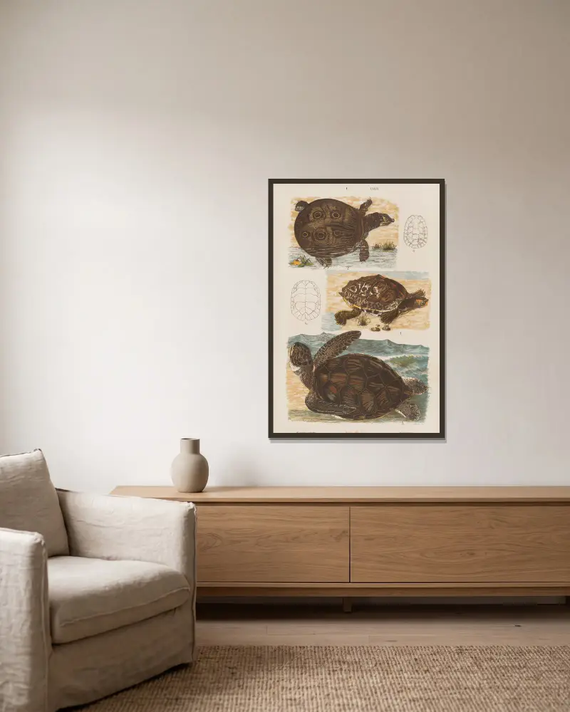 Stor atlas över zoologi, botanik och mineralogi, plansch 39 av Gustav von Hayek inramad på en vägg