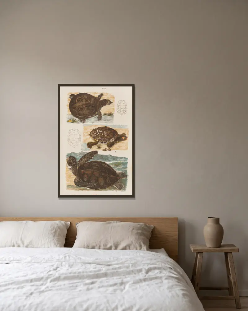 Stor atlas över zoologi, botanik och mineralogi, plansch 39 av Gustav von Hayek inramad på en vägg