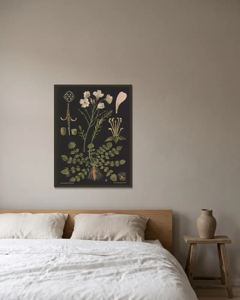 Rzeżucha łąkowa (Cardamine pratensis), Gottlieb von Koch w ramie na ścianie