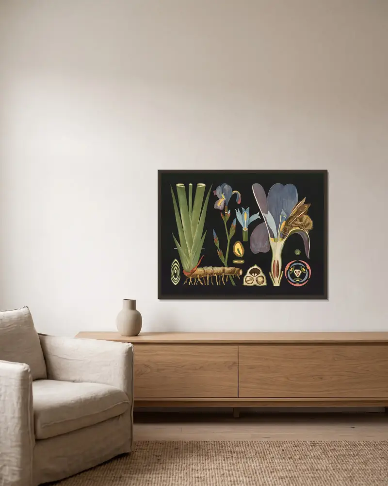Iris (Iris germanica) av Gottlieb von Koch inramad på en vägg