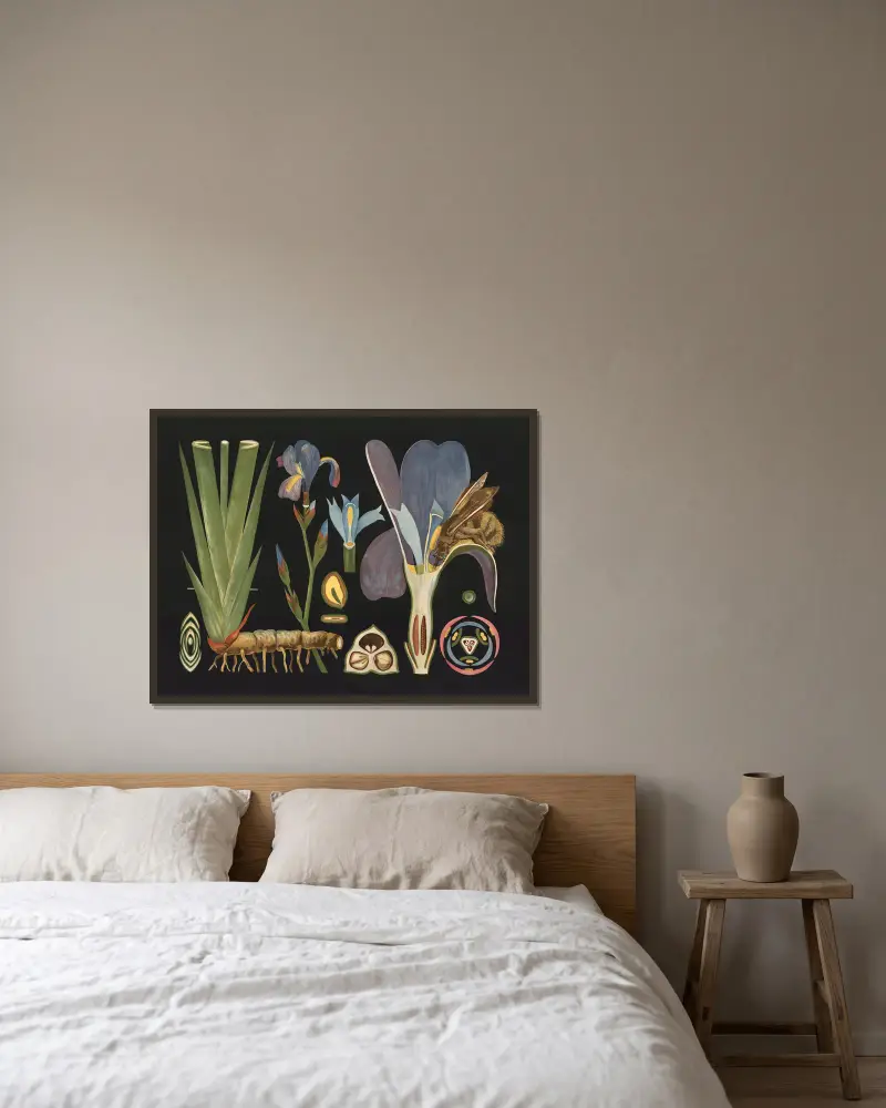 Iris (Iris germanica) av Gottlieb von Koch inramad på en vägg