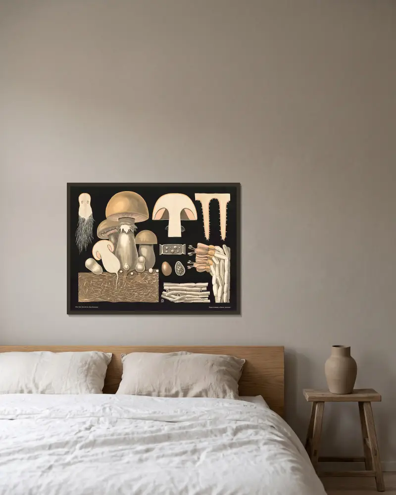 Pieczarka polna (Agaricus campestris), Gottlieb von Koch w ramie na ścianie