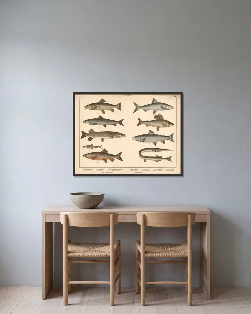 Fiskar. a) Laxöring, b) Huchen, c) Silverlax, insjööring av Gotthilf Heinrich von Schubert inramad på en vägg