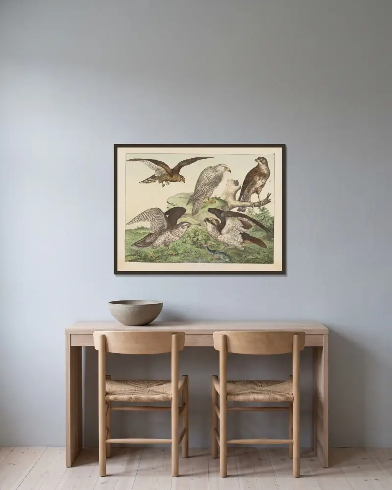 Naturgeschichte der Vögel, Tafel 3 von Gotthilf Heinrich von Schubert gerahmt an einer Wand