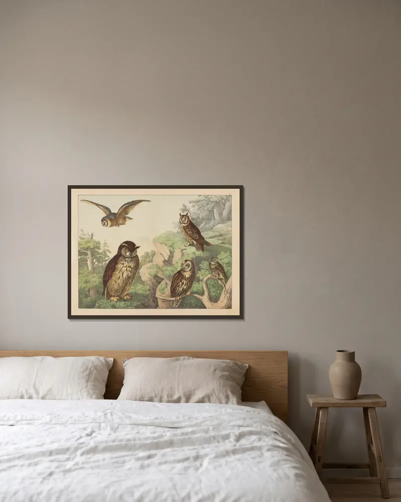 Naturgeschichte der Vögel, Tafel 5 von Gotthilf Heinrich von Schubert gerahmt an einer Wand