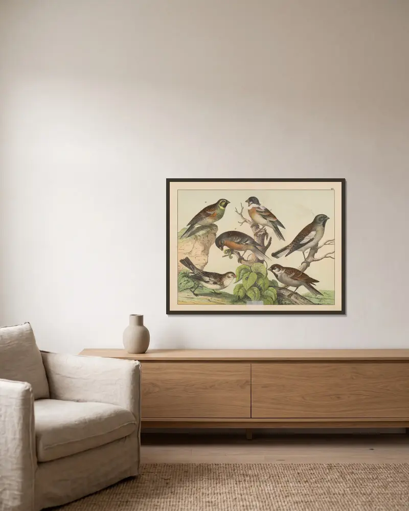 Naturgeschichte der Vögel, Tafel 15 von Gotthilf Heinrich von Schubert gerahmt an einer Wand