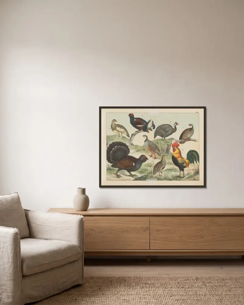 Naturgeschichte der Vögel, Tafel 22 von Gotthilf Heinrich von Schubert gerahmt an einer Wand