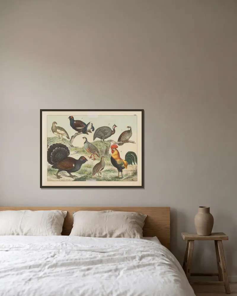 Naturgeschichte der Vögel, Tafel 22 von Gotthilf Heinrich von Schubert gerahmt an einer Wand