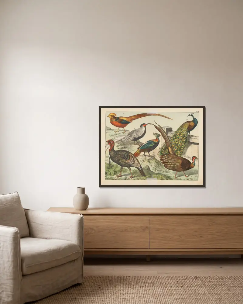 Naturgeschichte der Vögel, Tafel 23 von Gotthilf Heinrich von Schubert gerahmt an einer Wand