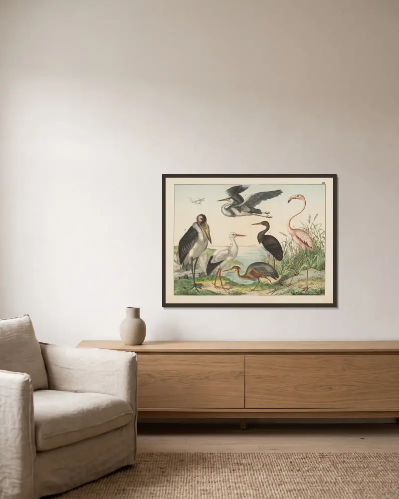 Naturgeschichte der Vögel, Tafel 25 von Gotthilf Heinrich von Schubert gerahmt an einer Wand