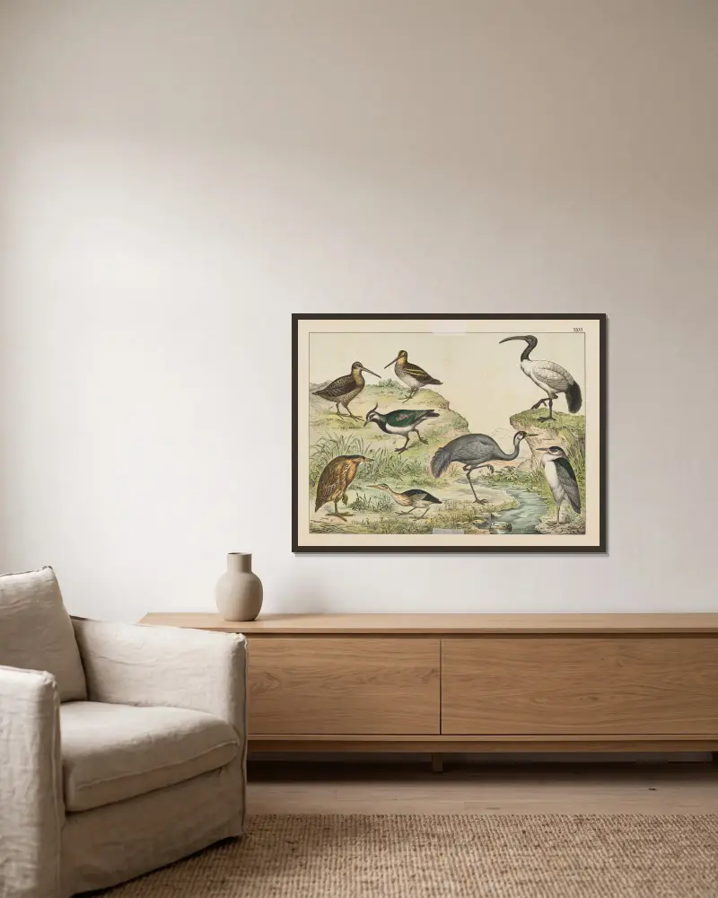 Naturgeschichte der Vögel, Tafel 26 von Gotthilf Heinrich von Schubert gerahmt an einer Wand