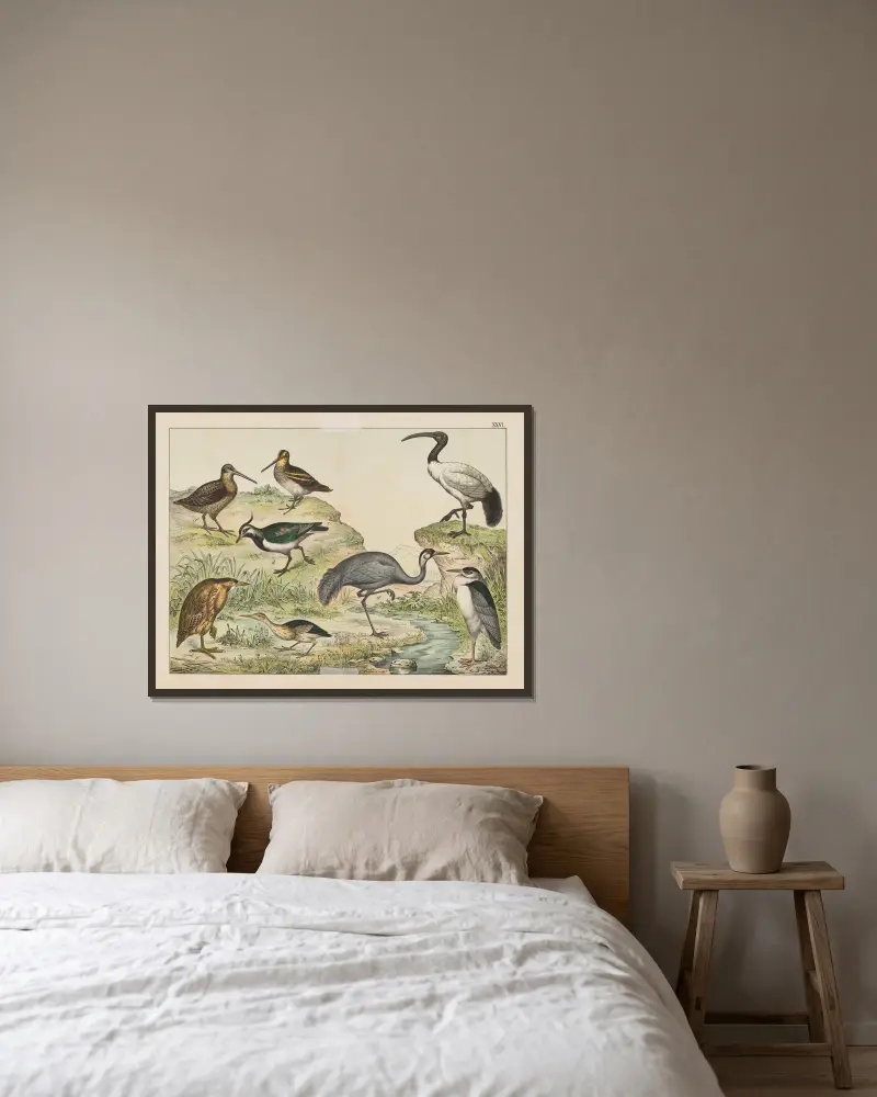 Naturgeschichte der Vögel, Tafel 26 von Gotthilf Heinrich von Schubert gerahmt an einer Wand