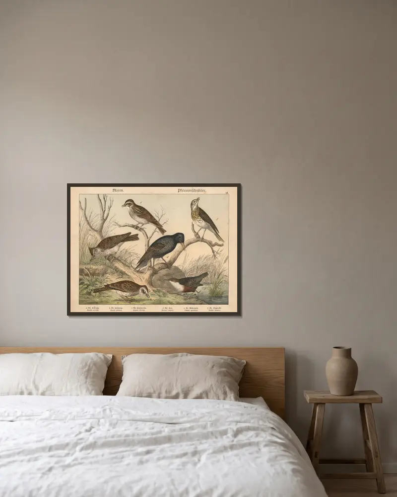 Staren, Pfriemenschnäbler av Gotthilf Heinrich von Schubert inramad på en vägg