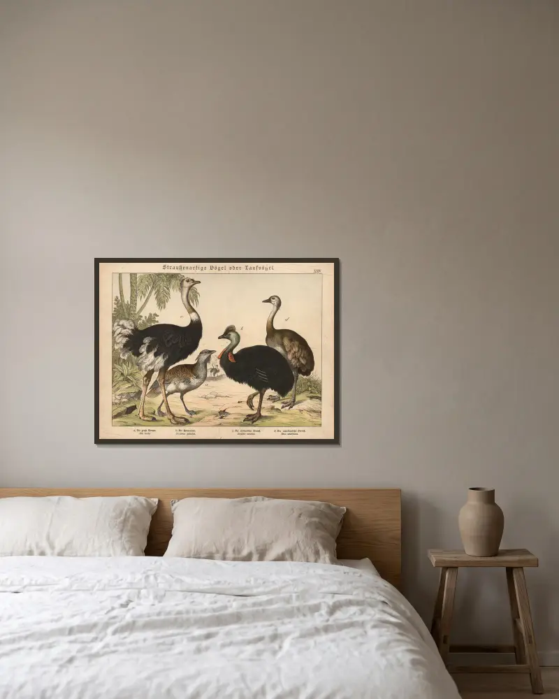 Straussenartige Vögel oder Laufvögel av Gotthilf Heinrich von Schubert inramad på en vägg
