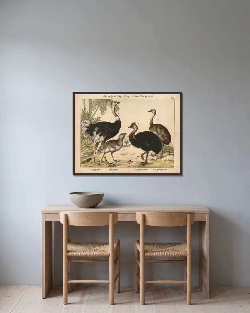 Straussenartige Vögel oder Laufvögel av Gotthilf Heinrich von Schubert inramad på en vägg