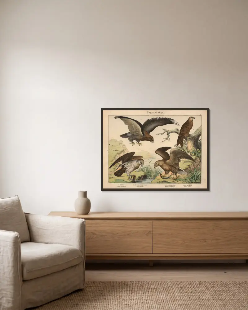 Greifvögel. a) Der Steinadler, b) Der weißschwänzige Adler, c) Der Schlangenadler, d) Der rote Milan von Gotthilf Heinrich von Schubert gerahmt an einer Wand