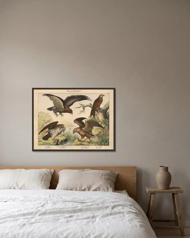 Greifvögel. a) Der Steinadler, b) Der weißschwänzige Adler, c) Der Schlangenadler, d) Der rote Milan von Gotthilf Heinrich von Schubert gerahmt an einer Wand