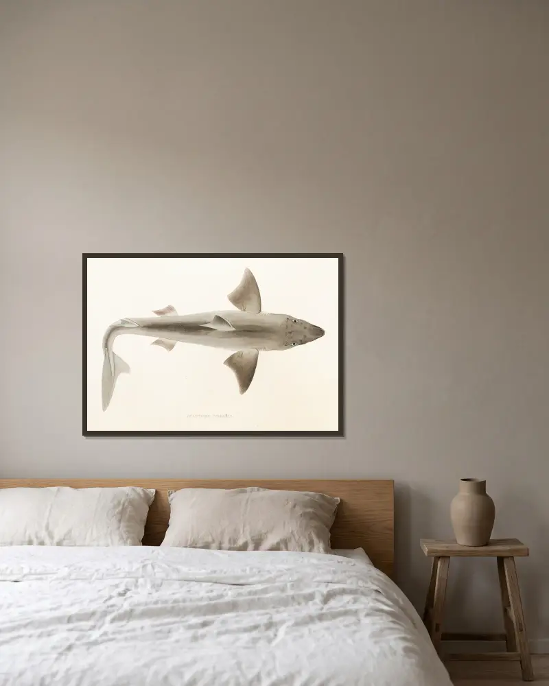 Fauna japonica Pl.152 av Philipp Franz Balthasar von Siebold inramad på en vägg
