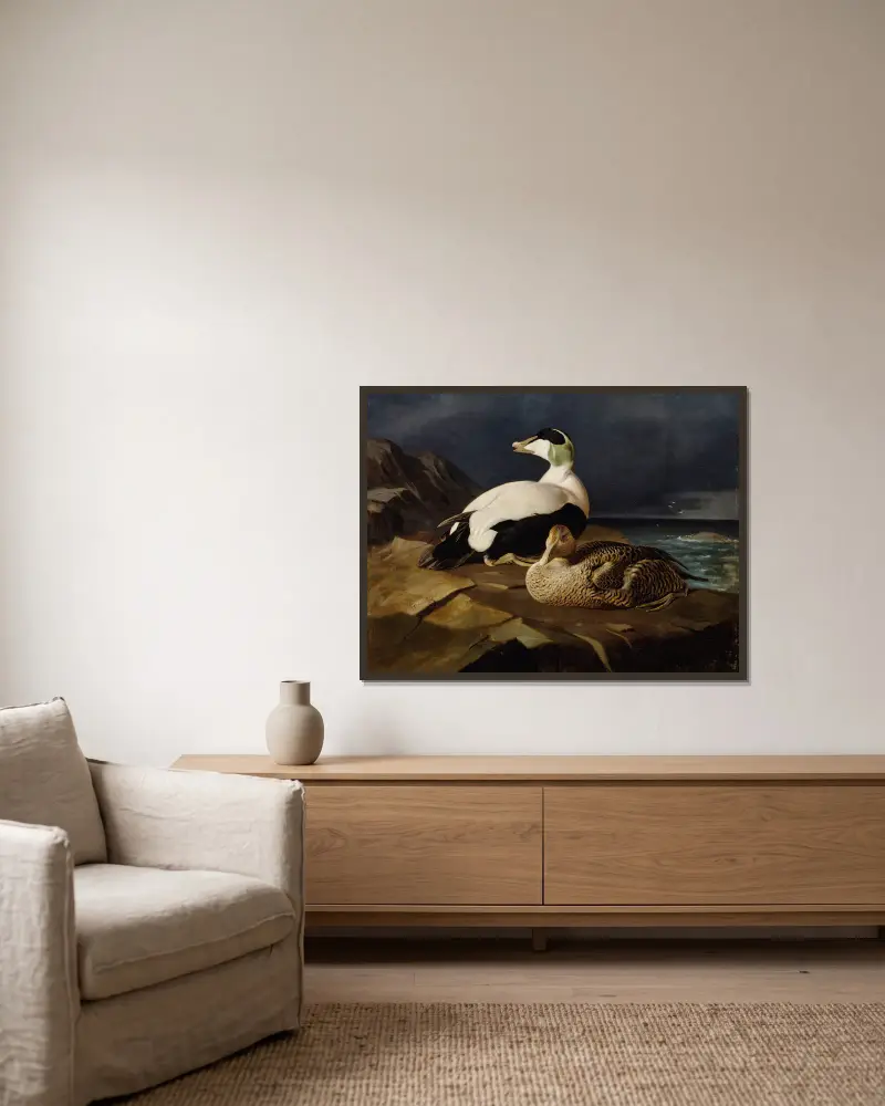 Pair Of Common Eiders On A Rock av Ferdinand von Wright inramad på en vägg