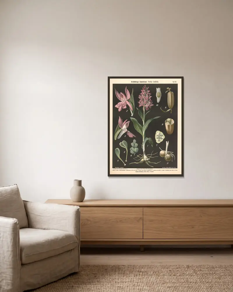 Bredbladig nycklar. Orchis latifolia av Walter Müller inramad på en vägg