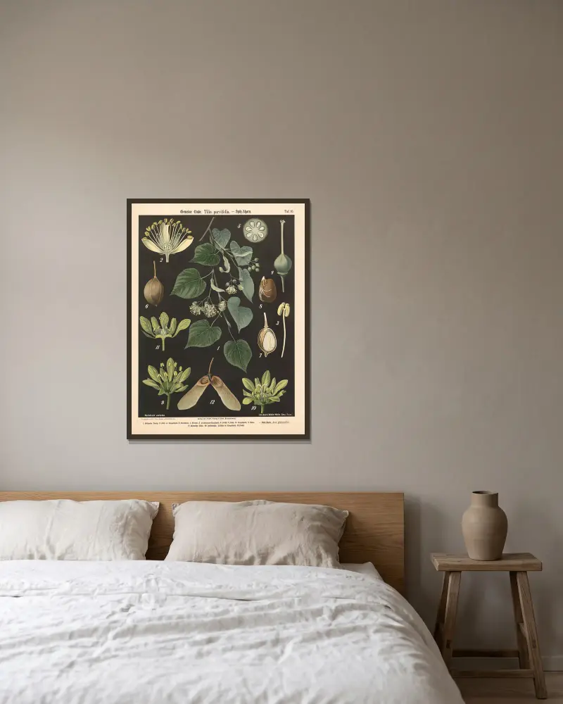 Vanlig lind, Tilia parvifolia av Walter Müller inramad på en vägg